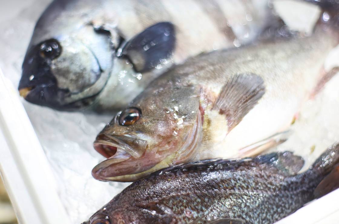 高級魚から一般魚まで幅広い鮮魚を取り揃えています。